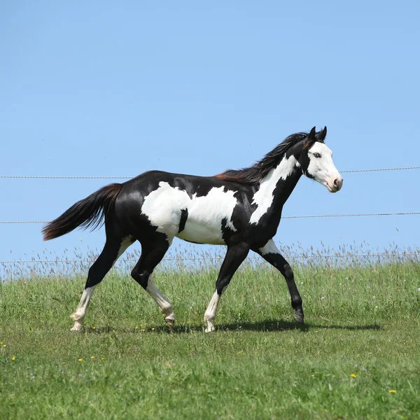 Prachtige zwart-wit hengst van verf paard uitgevoerd — Zdjęcie stockowe