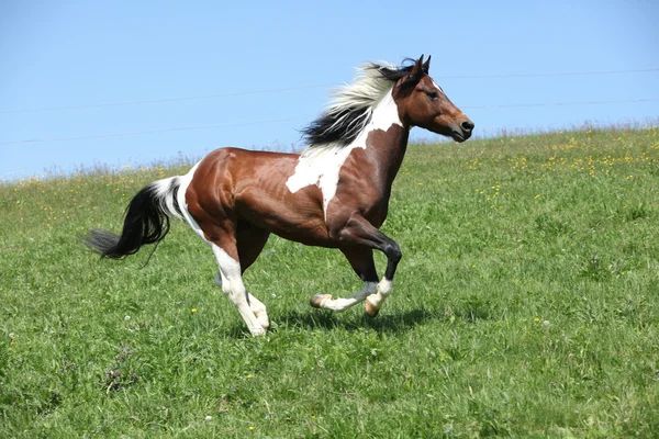 Gorgeous brown and white stallion of paint horse running — Stock Photo, Image