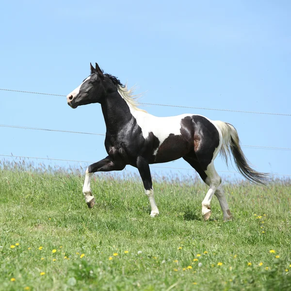 Garanhão preto e branco lindo de cavalo de pintura correndo — Fotografia de Stock