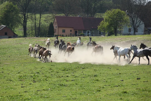 Куча лошадей убегает в пыль — стоковое фото