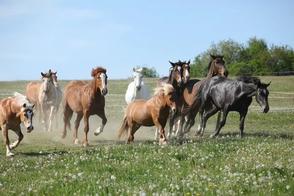 Molto vario gruppo di cavalli che corrono su pascolo — Foto Stock