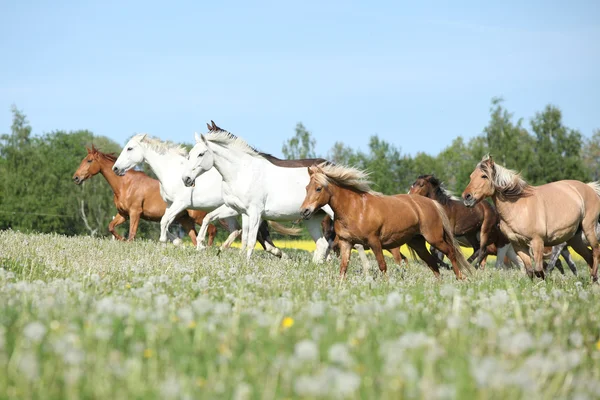 Sehr verschiedene Pferdegruppen, die auf der Weide laufen — Stockfoto