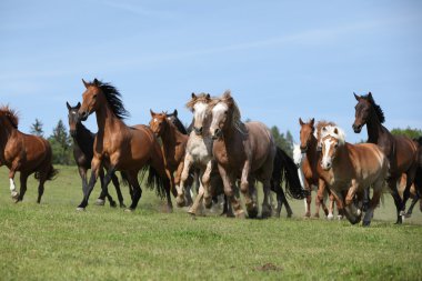 Very various batch of horses running on pasturage clipart