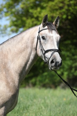 güzel at at başlığı ile potrait