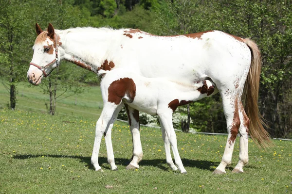 Amazing foal with mare on pasturage — Stock Photo, Image