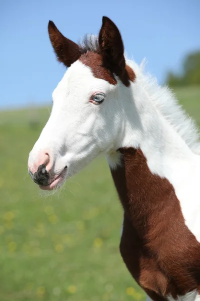 Nice paint horse foal on pasturage — Stock Photo, Image