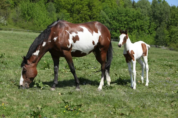 Amazing foal with mare on pasturage — Stock Photo, Image