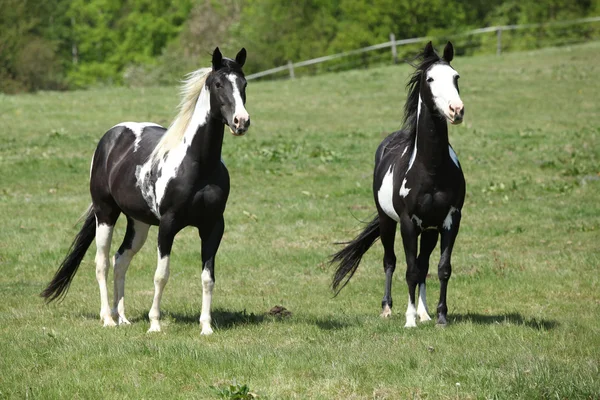 Jolis chevaux de peinture sur pâturage — Photo