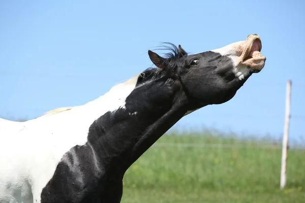 Yaz aylarında inanılmaz boya atı aygır — Stok fotoğraf