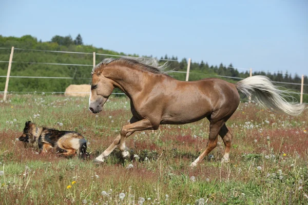 Gorgeous stallion running on spring pasturage — Stock Photo, Image