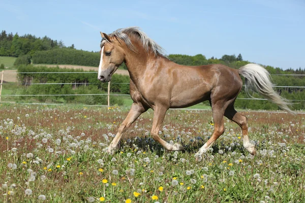 Gorgeous stallion running on spring pasturage — Stock Photo, Image