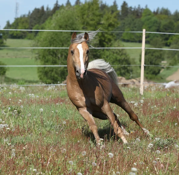 Garanhão lindo correndo em pastagem de primavera — Fotografia de Stock
