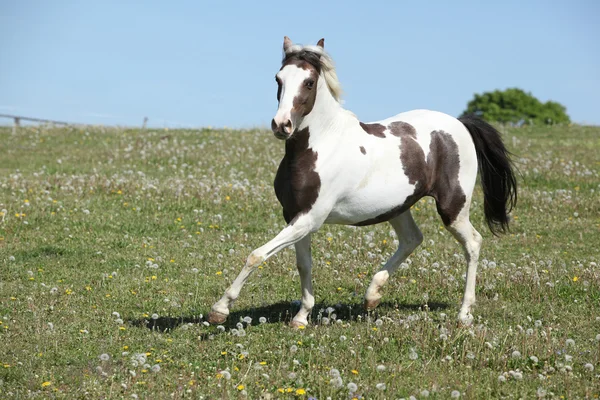 Prachtige gevlekte paard uitgevoerd op lente weidegronden — Stockfoto