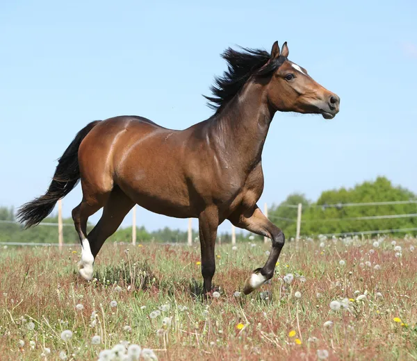 Incrível cavalo correndo em pastagem de primavera — Fotografia de Stock