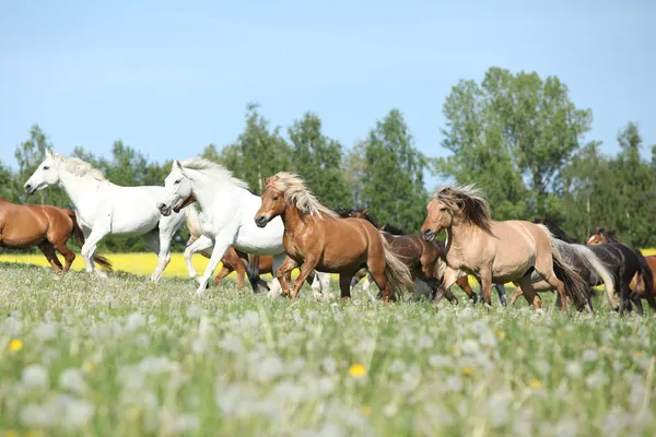 Very various batch of horses running on pasturage — Stock Photo, Image