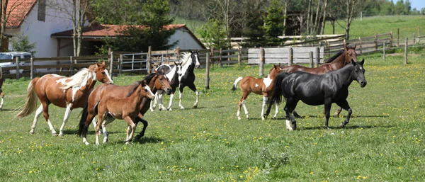 Lote muy diverso de caballos corriendo sobre pastizales —  Fotos de Stock