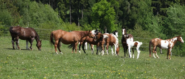 Molto vario gruppo di cavalli che corrono su pascolo — Foto Stock