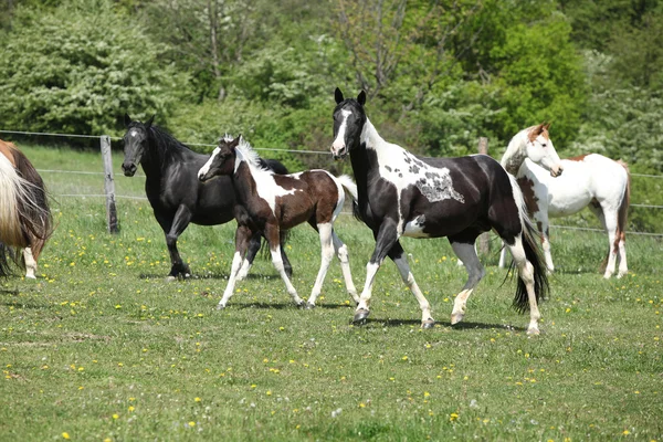 Lote muy diverso de caballos corriendo sobre pastizales — Foto de Stock
