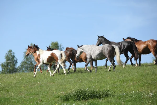 Sehr verschiedene Pferdegruppen, die auf der Weide laufen — Stockfoto