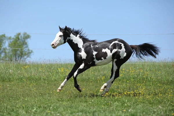 Gorgeous black and white stallion of paint horse running — Stock Photo, Image