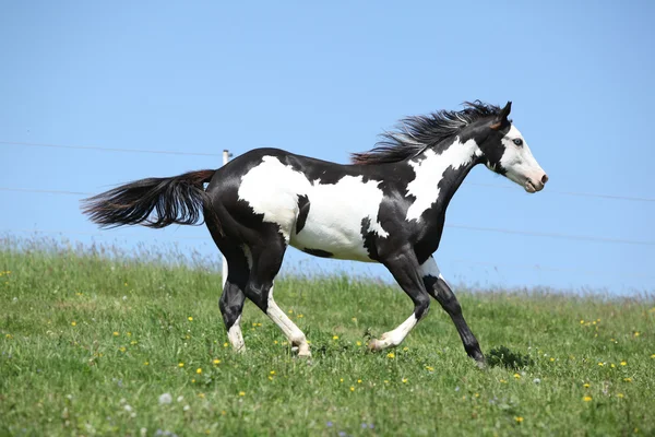 Precioso semental blanco y negro de caballo de pintura corriendo —  Fotos de Stock