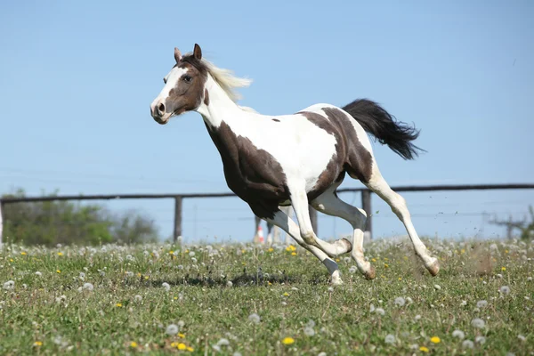Prachtvolles geflecktes Pferd läuft auf Frühlingsweide — Stockfoto