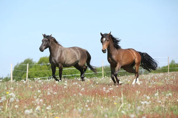 Dwa niesamowite konie na wiosnę pastwisk — Zdjęcie stockowe