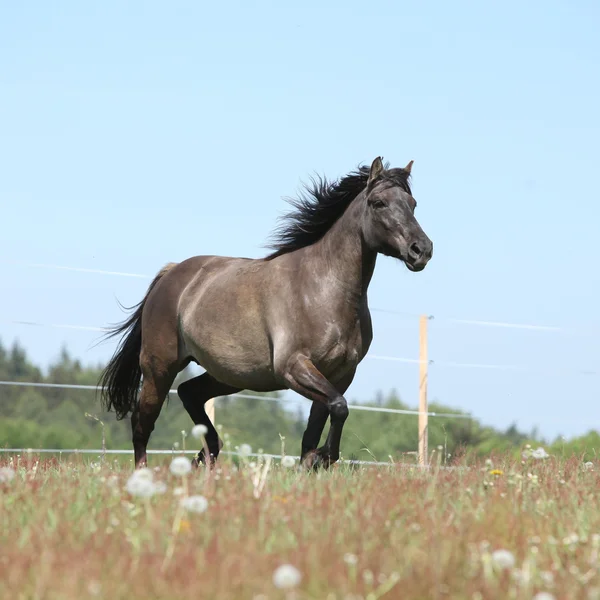Beautiful horse running on flowered pasturage — Stock Photo, Image