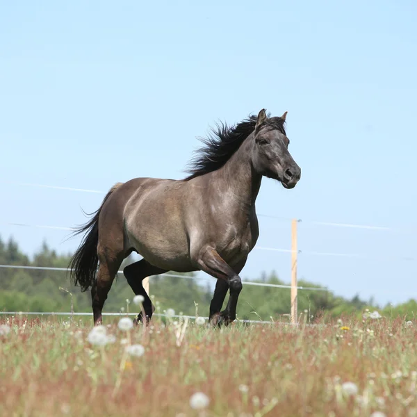 Belle course de chevaux sur pâturage fleuri — Photo