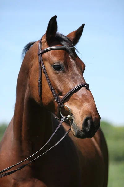 Potrait vacker häst med betsel — Stockfoto