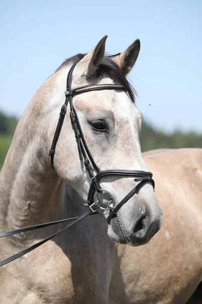 Potrait of beautiful horse with bridle — Stock Photo, Image