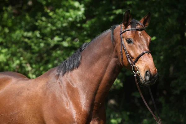 Potrait de hermoso caballo con brida — Foto de Stock