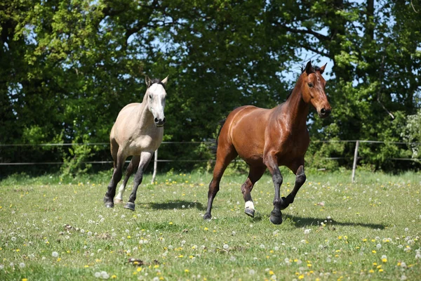 春の牧草で実行されている 2 つの驚くべき馬 — ストック写真