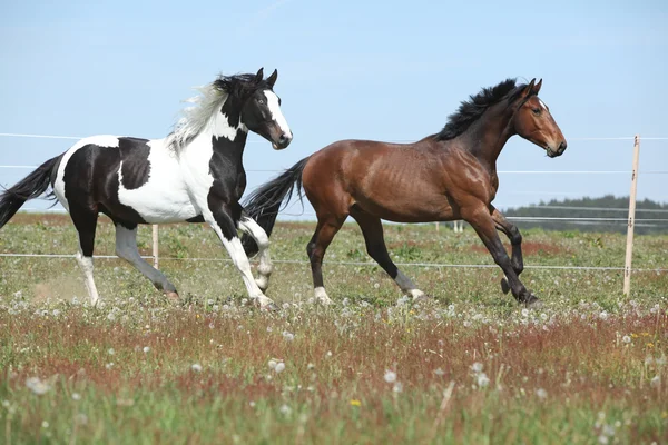 Två fantastiska hästar körs på våren bete — Stockfoto