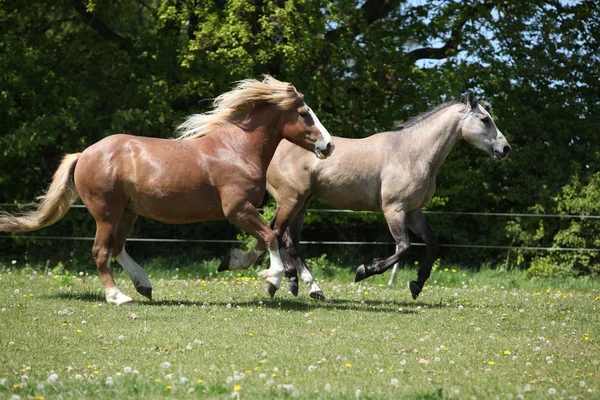 Two amazing horses running on spring pasturage — Stock Photo, Image