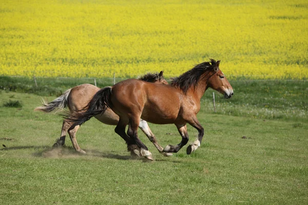 Due cavalli incredibili che corrono sui pascoli primaverili — Foto Stock