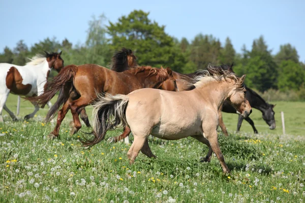 Lote muy diverso de caballos corriendo sobre pastizales — Foto de Stock