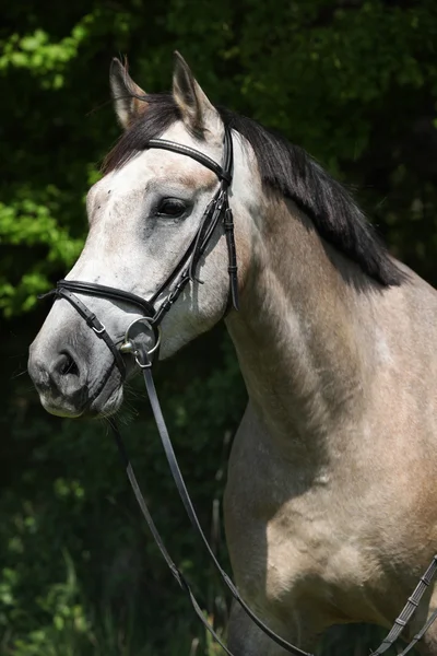 Potrait de hermoso caballo con brida — Foto de Stock