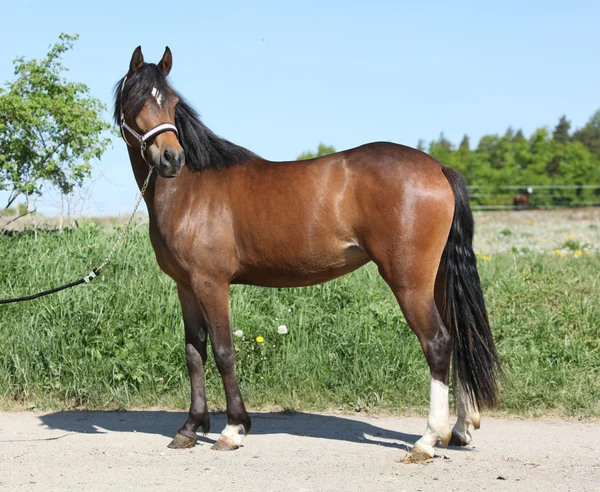 Amazing pony standing on the road — Stock Photo, Image