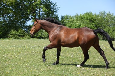 çiçekli otlak üzerinde çalışan güzel kahverengi at