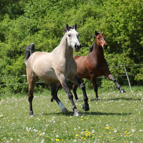 Dois cavalos incríveis correndo juntos — Fotografia de Stock