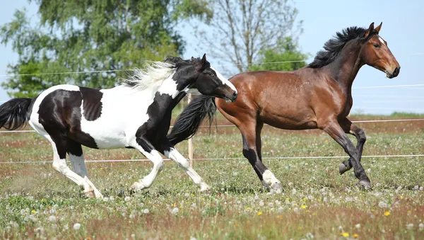 Twee geweldige paarden lopen samen — Stockfoto