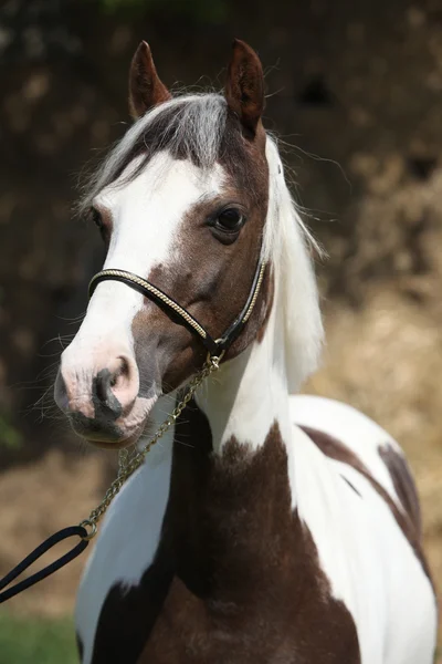 Portrait of beautiful skewbald pony — Stock Photo, Image