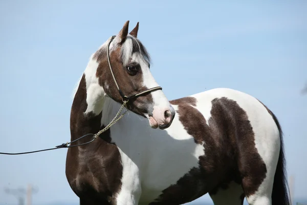 Portrait of beautiful skewbald pony — Stock Photo, Image