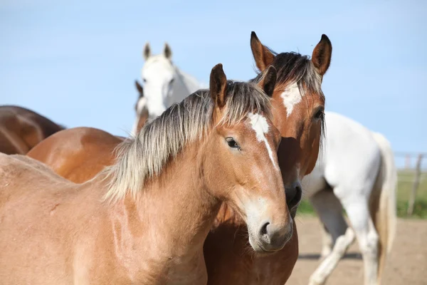 Jolis chevaux de trait qui vous regardent — Photo