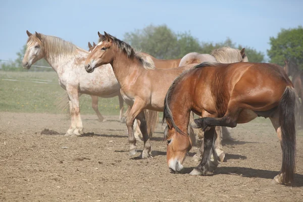 Batch van paarden in de paddock — Stockfoto