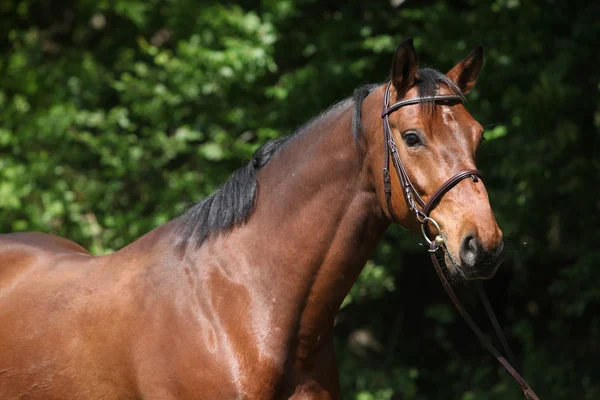 Potrait of beautiful horse with bridle — Stock Photo, Image