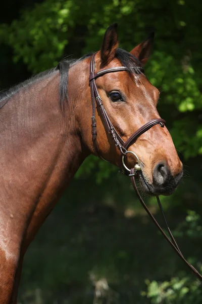 Güzel at at başlığı ile potrait — Stok fotoğraf