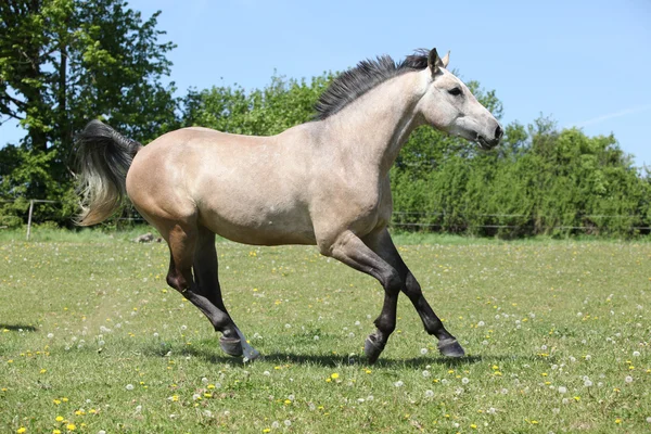 Bel cavallo grigio che corre sul pascolo — Foto Stock