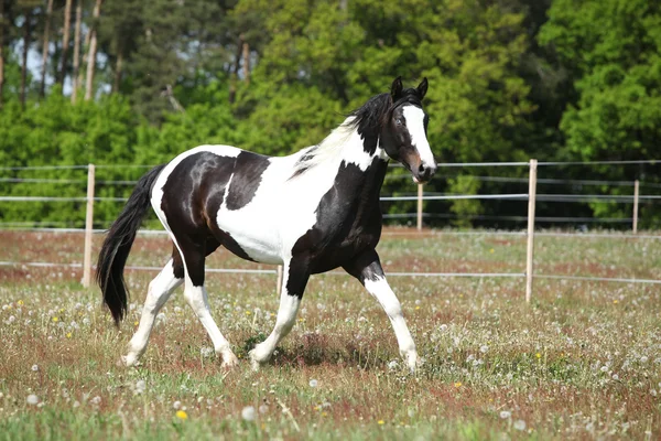 Lindo cavalo de pintura correndo em pasto florido — Fotografia de Stock